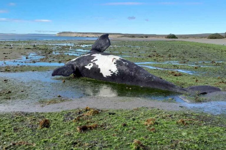 cual-es-el-curioso-fenomeno-por-el-que-cada-vez-mueren-mas-ballenas?