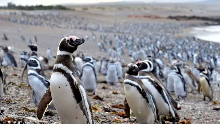 punta-tombo:-«un-hito-para-la-justicia-ambiental»