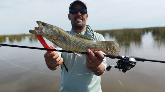 Tarariras en aguas claras de una histórica laguna bonaerense