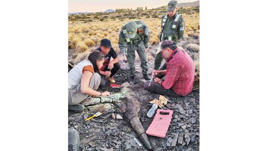 Neuquén: descubren restos fósiles correspondientes a un ictiosaurio