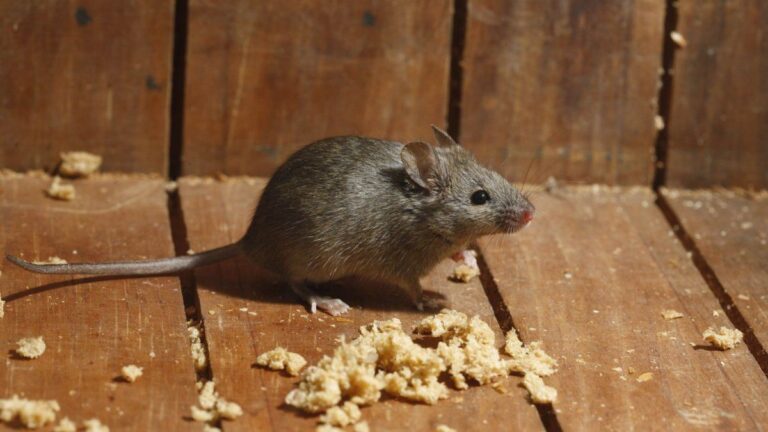 Alerta por hantavirus: murió una mujer en Chubut y es el segundo caso en una semana