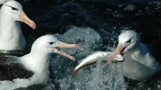 Día Mundial del Albatros: cómo cuidar a estos vitales guardianes del océano?