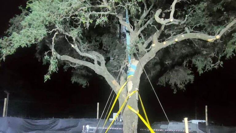 Escándalo en Córdoba por el traslado de un árbol de casi 300 años para ampliar una avenida