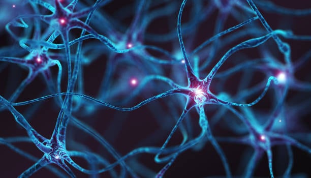 Los 7 alimentos que favorecen el crecimiento de las neuronas: actúan como abono cerebral