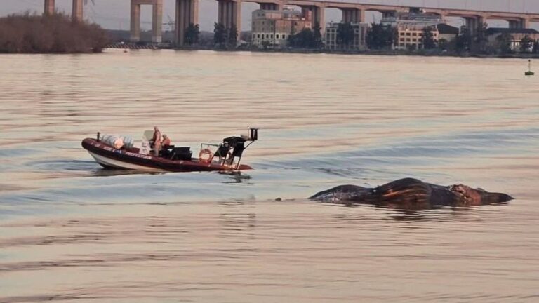 Tres en dos semanas: por qué aparecen ballenas muertas en las costas de la provincia de Buenos Aires