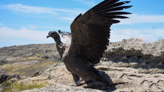 Cuáles son las 8 especies animales declaradas «Monumento Natural provincial» en Córdoba
