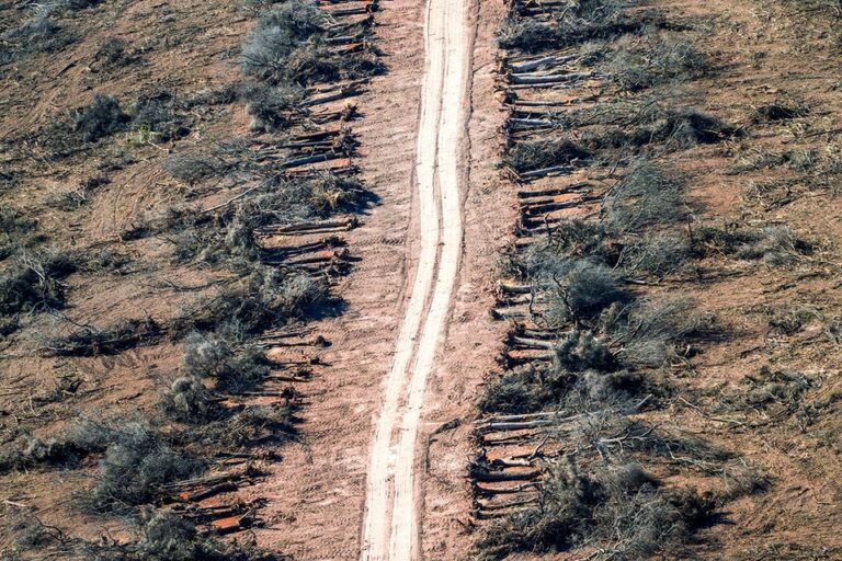 Nadie detiene los desmontes ilegales en Chaco