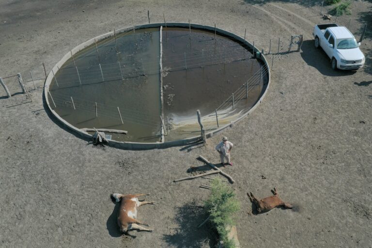 Perdió 317.000 vacas: presentaron un relevamiento sobre un demoledor fenómeno climático en una provincia