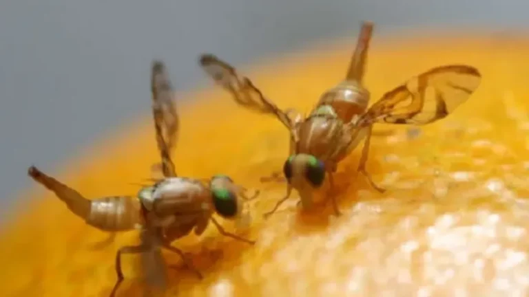 SENASA aplica nuevas restricciones y redefine áreas bajo control fitosanitario por la mosca de la fruta