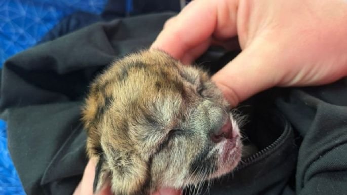 Cría de puma Malvina en proceso de recuperación veterinaria