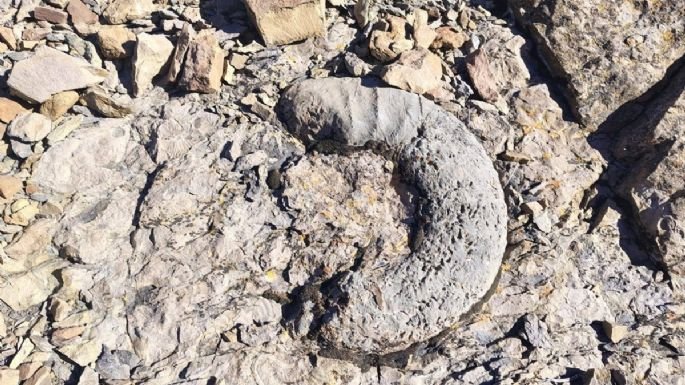 Amonites gigantes en yacimiento de Chos Malal